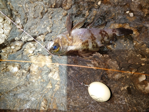 シロメバルの釣果