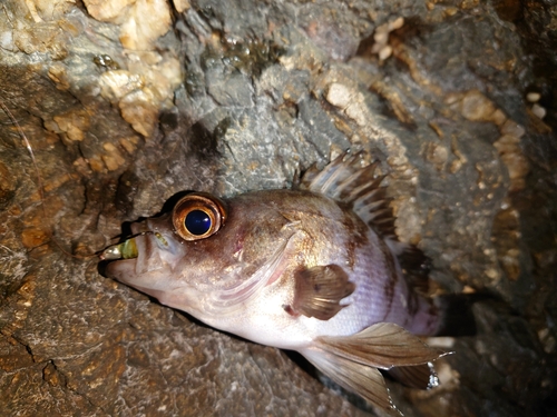 シロメバルの釣果