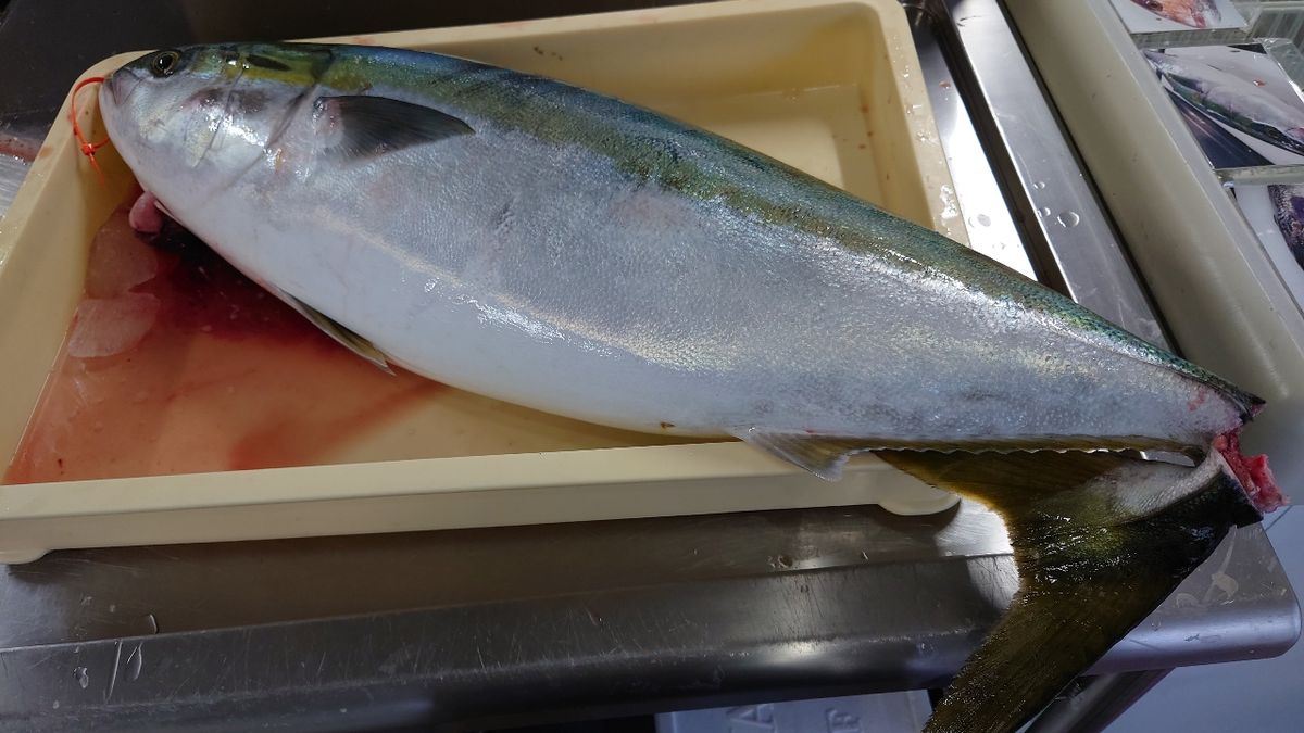 アキラメタルさんの釣果 2枚目の画像