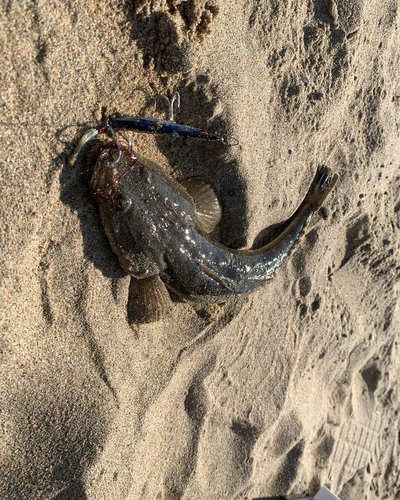 マゴチの釣果