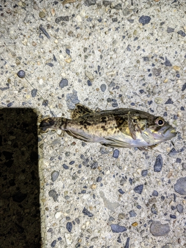 タケノコメバルの釣果