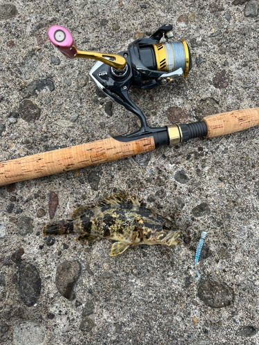 タケノコメバルの釣果