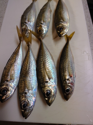 アジの釣果