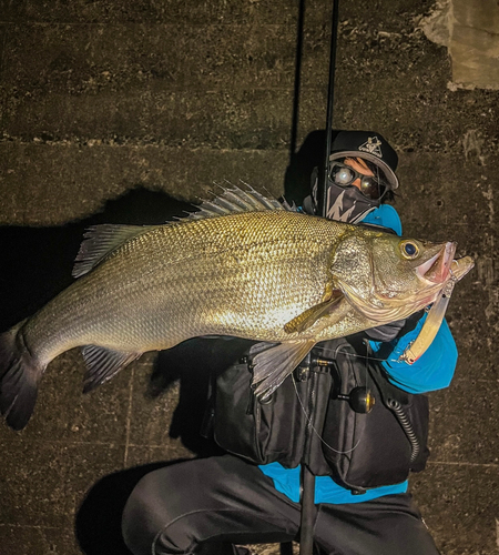 ヒラスズキの釣果