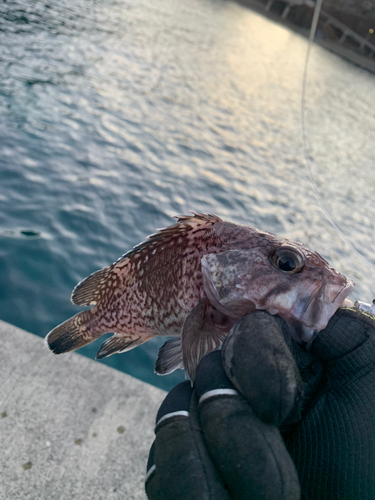 マゾイの釣果