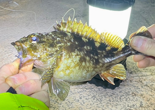 カサゴの釣果