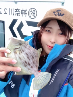 カワハギの釣果