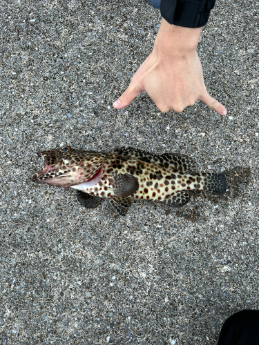 ヒトミハタの釣果