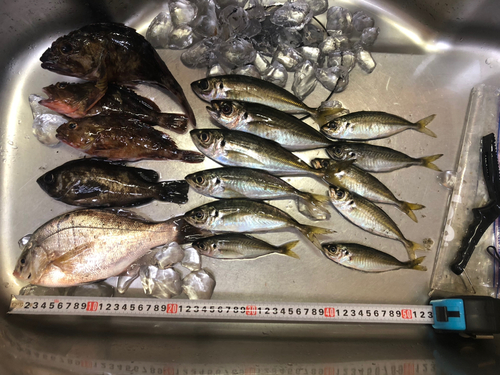 アジの釣果