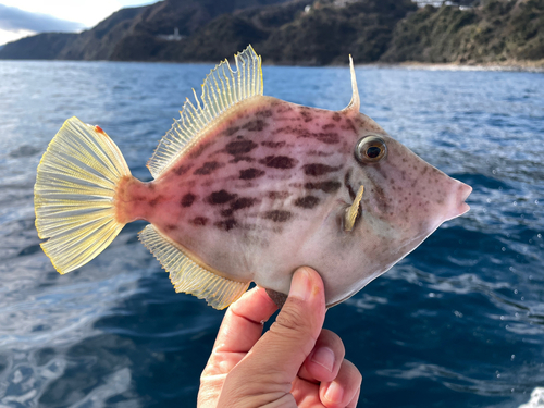 カワハギの釣果