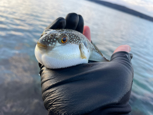 クサフグの釣果