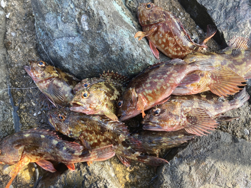 カサゴの釣果