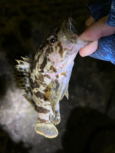 タケノコメバルの釣果