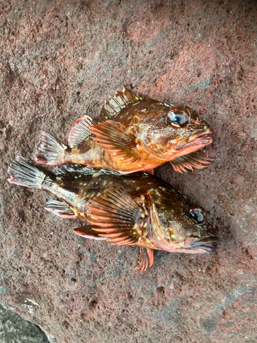 カサゴの釣果