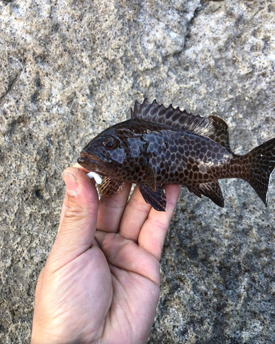 オオモンハタの釣果