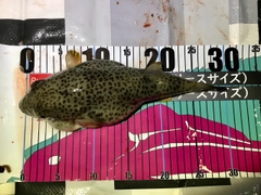 アカメフグの釣果