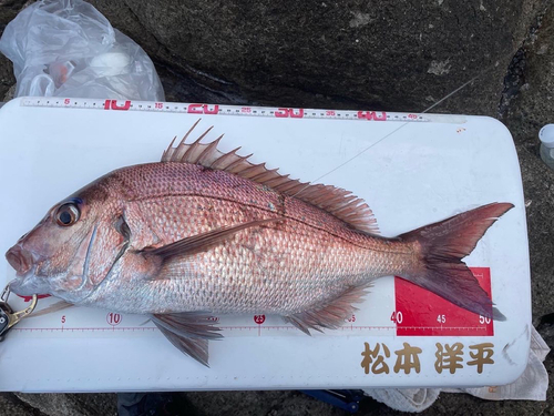 タイの釣果