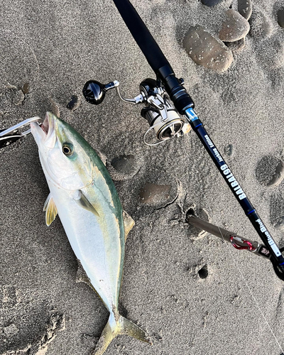 イナダの釣果