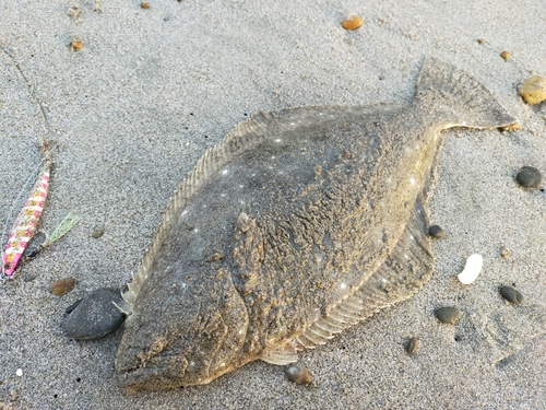 ヒラメの釣果