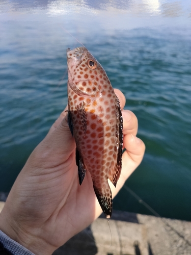 オオモンハタの釣果