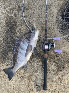 クロダイの釣果