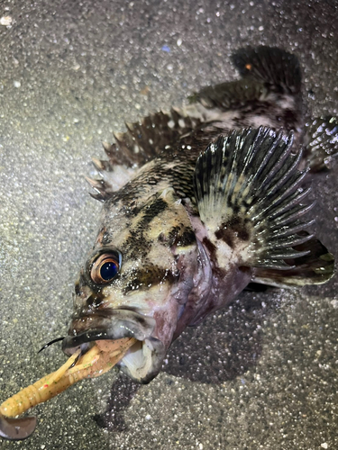 オウゴンムラソイの釣果