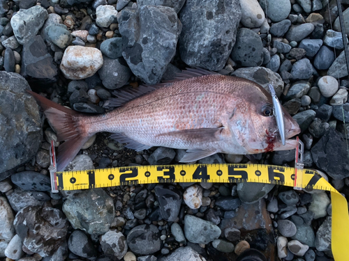 マダイの釣果