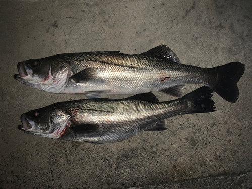 スズキの釣果