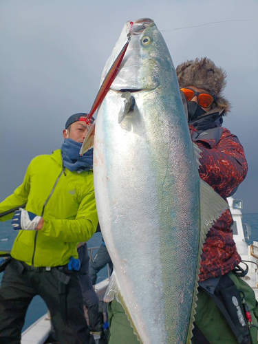 ブリの釣果