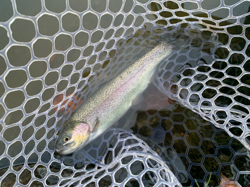 ニジマスの釣果