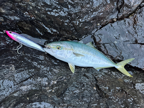 ハマチの釣果