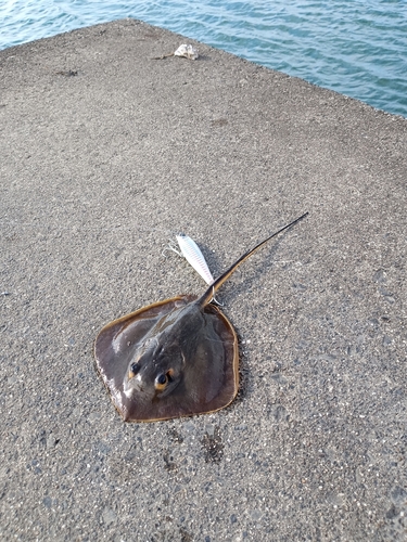 アカエイの釣果