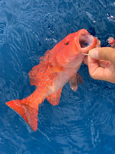 スジアラの釣果