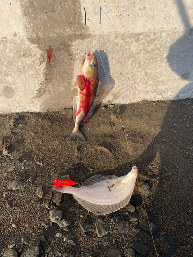 ホッケの釣果