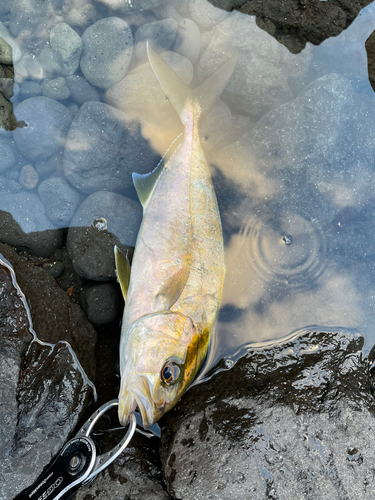 ショゴの釣果