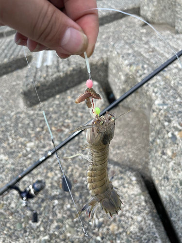 シャコの釣果