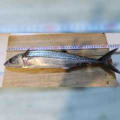 サゴシの釣果