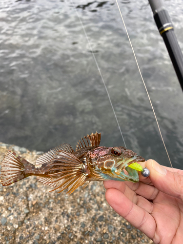 アナハゼの釣果