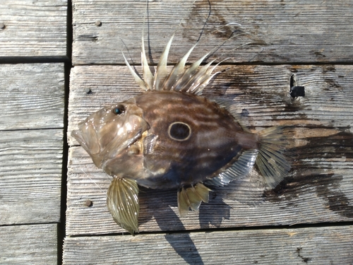 マトウダイの釣果