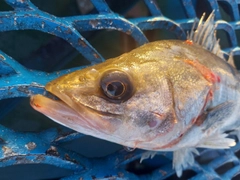 セイゴ（マルスズキ）の釣果