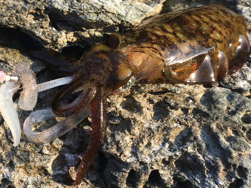 アオリイカの釣果