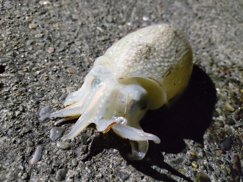 イカの釣果