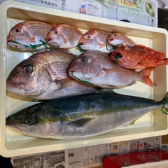 マダイの釣果