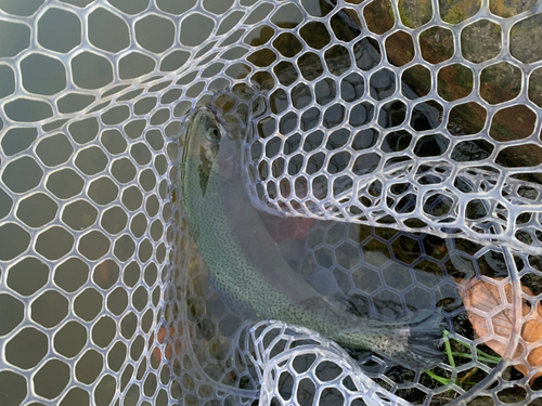 ニジマスの釣果