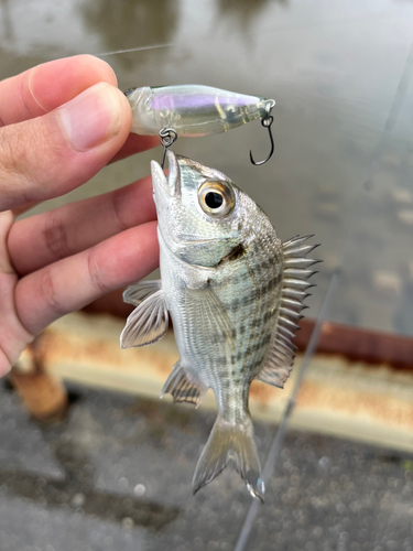 ミナミクロダイの釣果