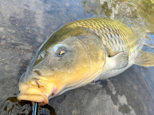 コイの釣果