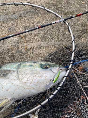 メジロの釣果