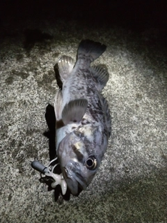 クロソイの釣果