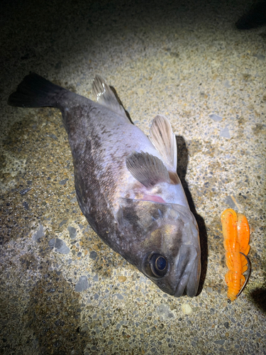 クロソイの釣果