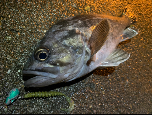 クロソイの釣果